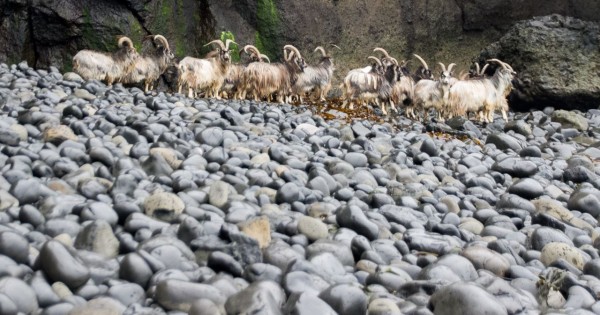 Herd of feral goats on the beach near the fossil tree, Ardmeanach