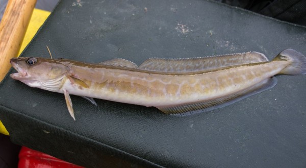 Baby ling from Loch Leven