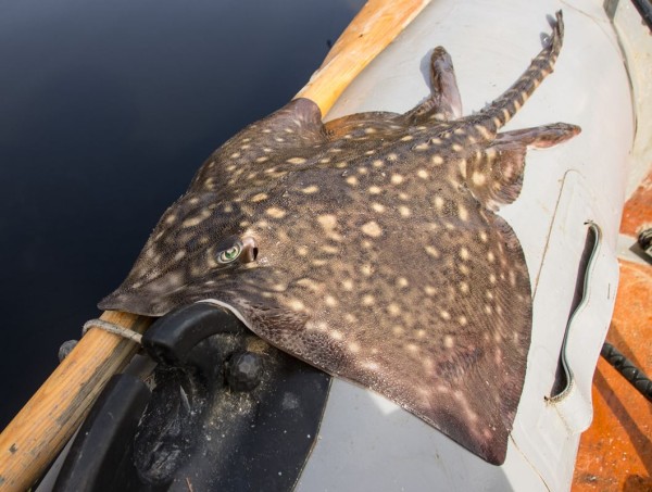 A nicely marked thornback ray perches on the SIB's tubes