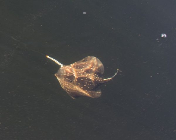 A small ray hits the surface