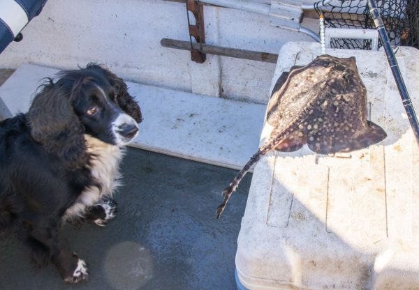 My cocker spaniel Bonnie looks a bit puzzled by this small thornback ray