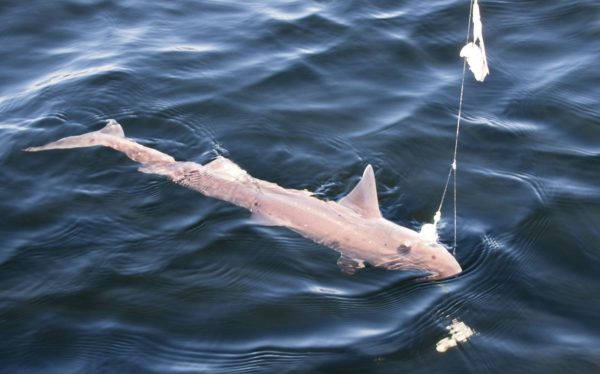 An Etive spurdog slides alongside the boat