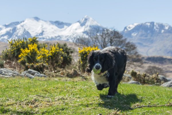 Bonnie playing on the shore at Etive, with Cruachan behind