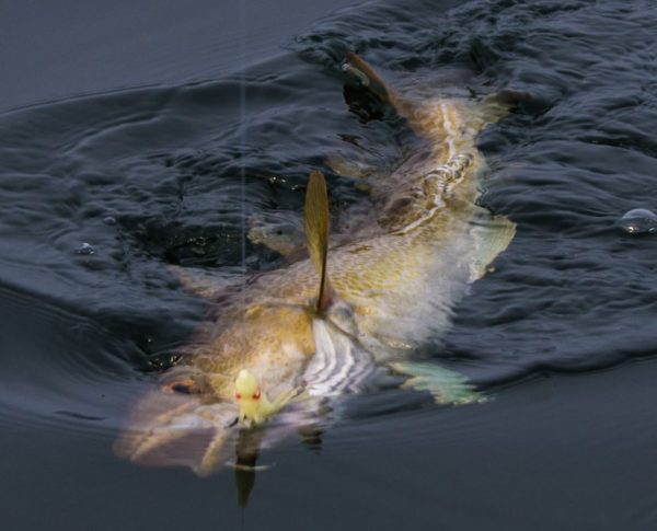 A codling glides towards Alcatraz