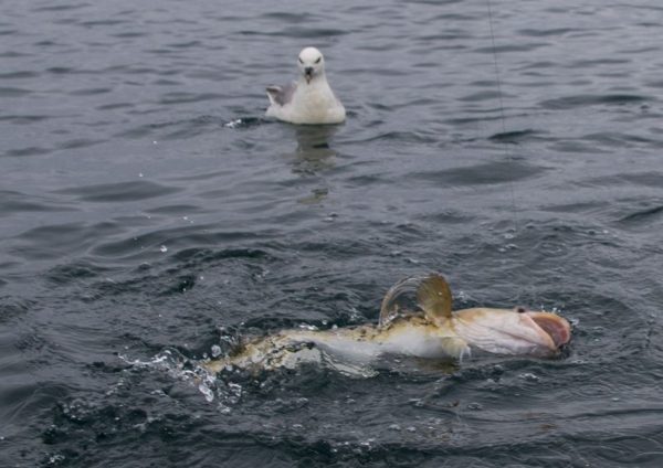 A gull with eyes bigger than its stomach measures up the prospects of swallowing a cod bigger than it is