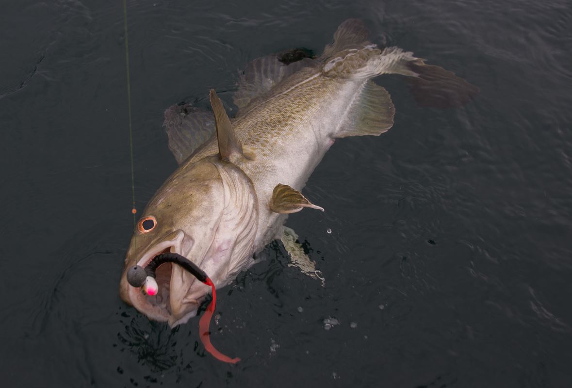 A codling that fell for a firetail on a leadhead