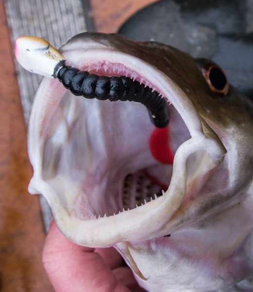 Enough teeth to make you think twice! A codling opens its mouth to show a set of small needle like teeth