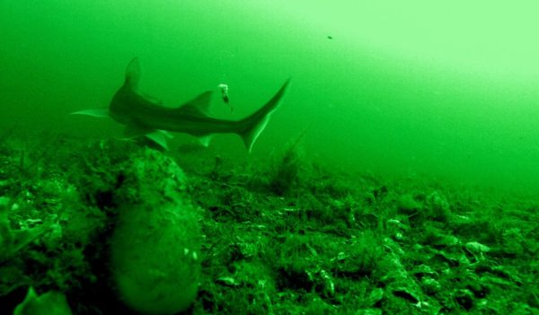 A smoothhound ignores our baits off Port William