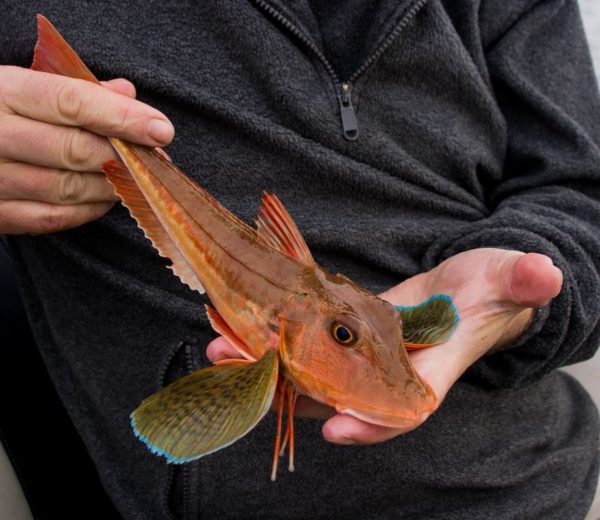 A pretty tub gurnard