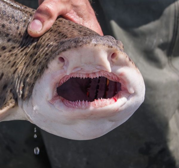 Nasty looking bull huss dentistry