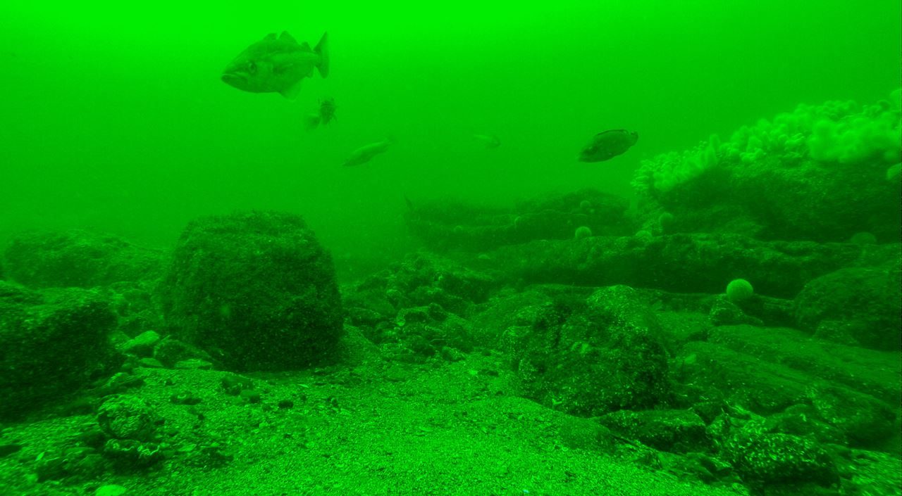 Pollack and Cuckoo Wrasse wander over a reef near Torness, Dunbar