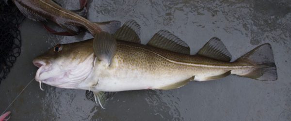 A nice codling of around 5lb from Dunbar