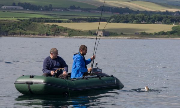 A codling kicks up some spray, caught from a SIB just off Dunbar