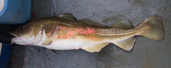 A 5lb cod with skin infection, caught off Dunbar.