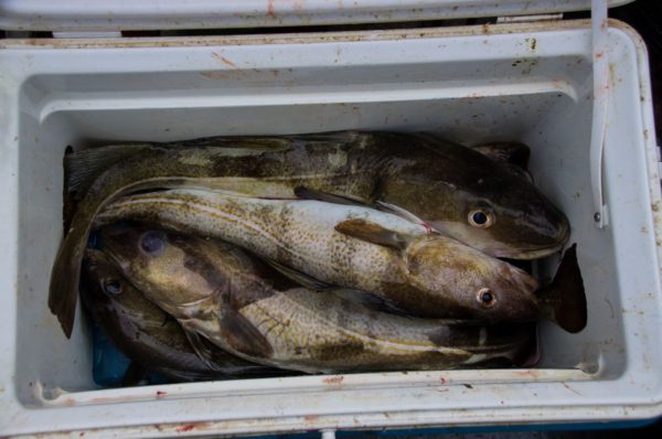 A boxful of inshore codling from Dunbar