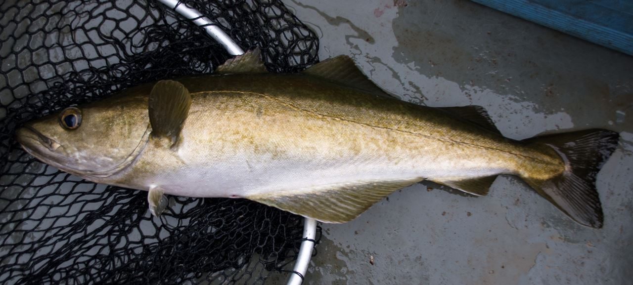 A cracking inshore pollack and fully fighting fit - this 8lb 6oz fish was caught off Dunbar and took a leadhead lure.