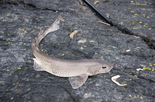 Lesser spotted dogfish are one of the most common catches in Loch Leven