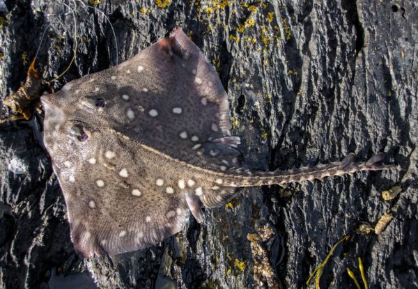 A small shore caught thornback ray