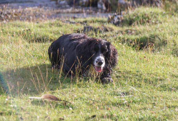 Bonnie waiting for her turn to play, as we spend the afternoon shore fishing on Loch Leven