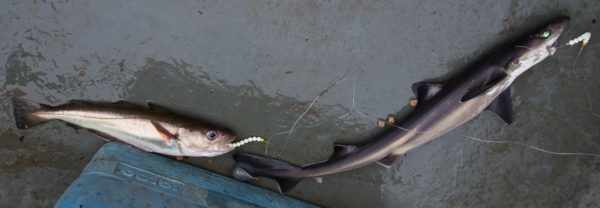 A double hit of whiting and spurdog from Etive