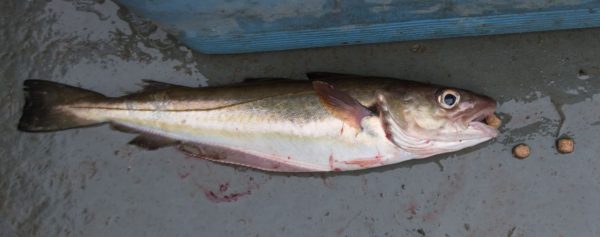 This plump Etive whiting coughed up a load of fish farm pellet food