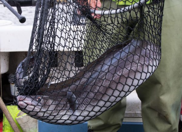 This Loch Sunart conger eel was a slight surprise from the mark it was captured on - shallowish water and clean ground