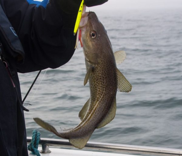 This small codling crunched a bright yellow banana coloured mini-pirk