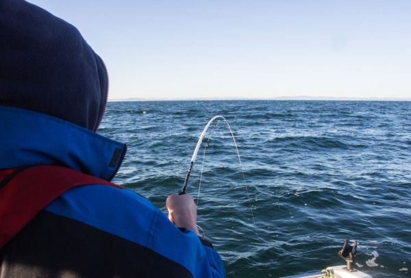 Ian's rod with a nice bend on it after hitting into a nice codling