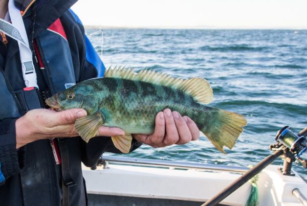 A very green looking late season ballan wrasse