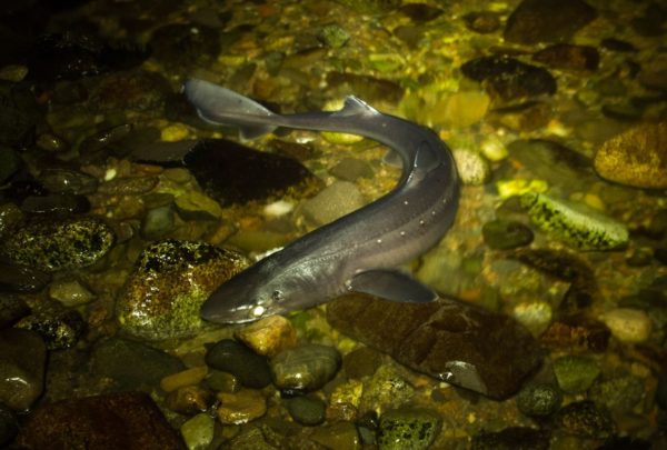 A spurdog caught in the light of my headtorch