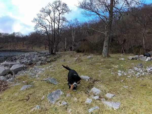 Bonnie the spaniel has little patience with fishermen who don't throw sticks when required