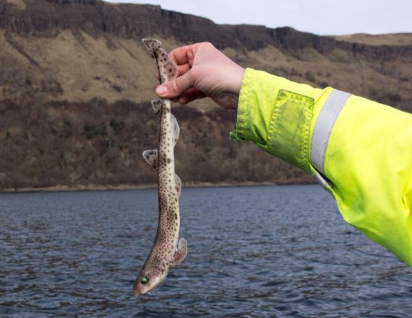 A small but pretty dogfish, one of three taken by Ian on a poor day in Inninmore Bay