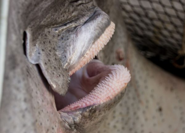 The mouth of a common skate bristling with sharp, backward pointing, teeth.