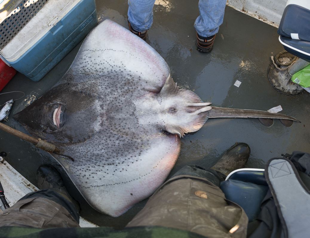 A small male common skate of about 60lbs