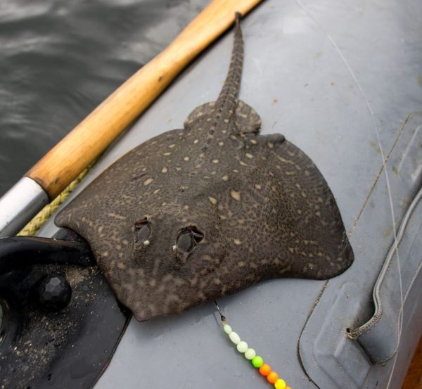 A small thornback ray perched on the tubes of my Avon 310 SIB