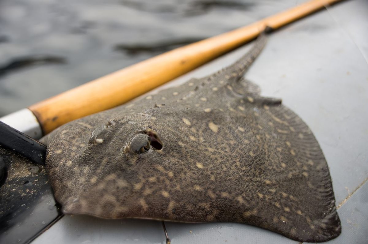 A thornback ray keeps a beady eye on me as it waits to be put back in the water.