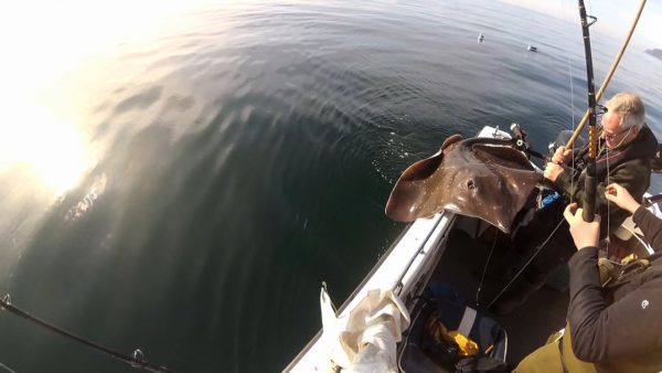 A common skate comes aboard Alcatraz