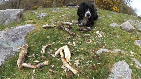 Bonnie hard at work with a large pile of half chewed sticks