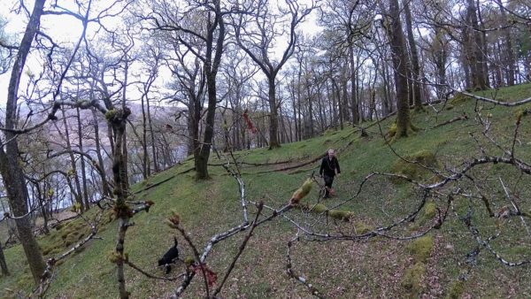 Making my way through the open woodland of Loch Etvie, with the ground covered by early spring greenery