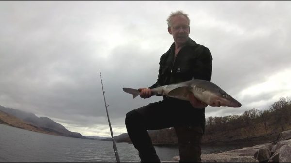 A decent shore-caught spurdog from Loch Etive