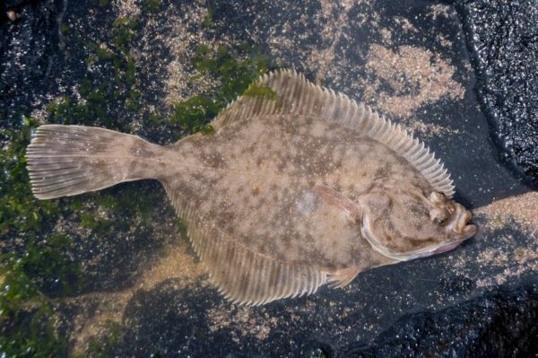 A flounder caught to the north of Sandwood Bay