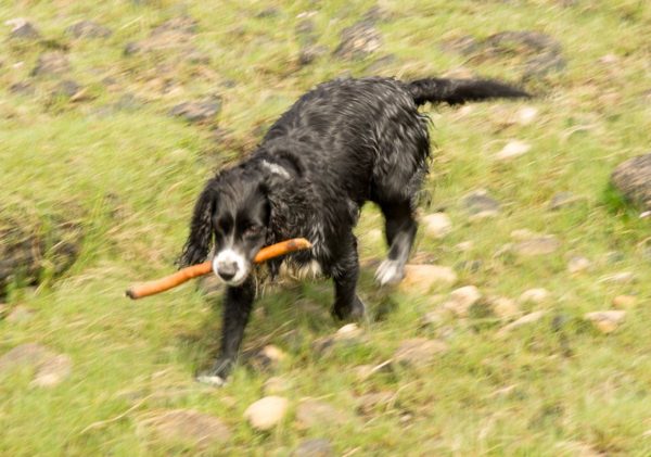 A lethal combination - wet dog with stick