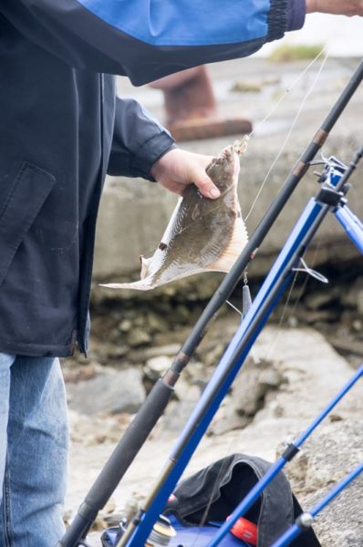 A nice flounder from the pier