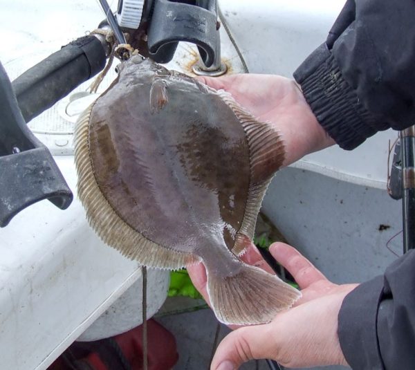 One of several nice dabs from Wigtown Bay