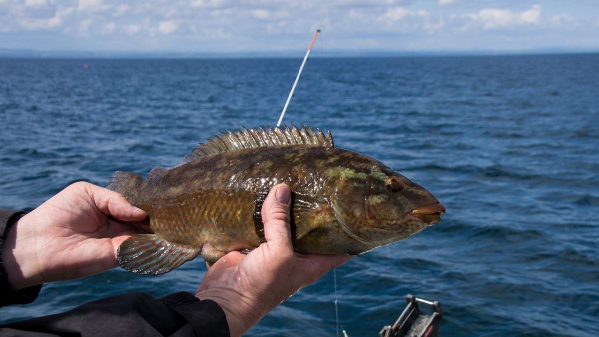 Ian with a ballan wrasse caught off St Andrews