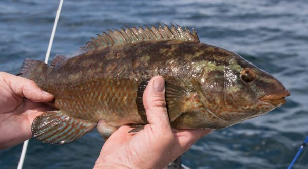 A typical inshore ballan wrasse - the colours of this one are a little subdued