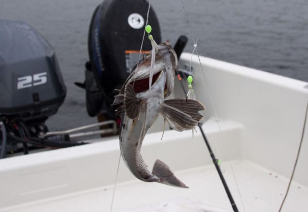 A little grey gurnard is the maiden catch aboard my new Longliner2 boat