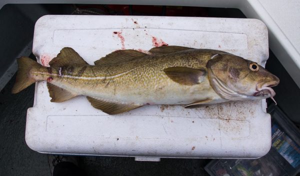 Nice 5lb + codling from Dunbar, showing a few battle scars on its nose and tail where something (probably a seal) has had a go at it.