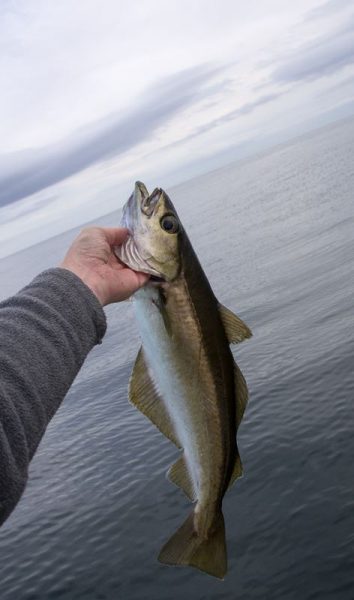 A small inshore pollack from Dunbar