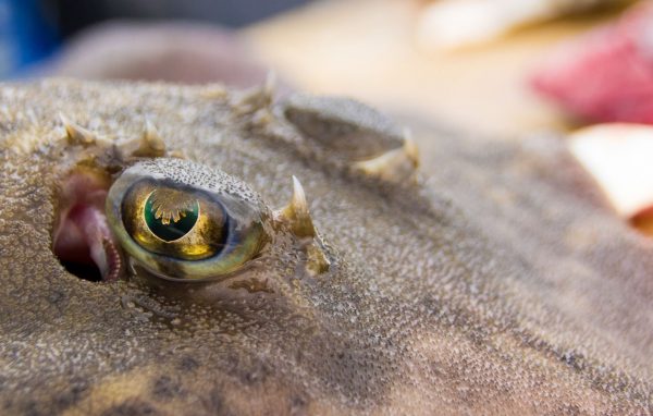 With pretty eyes and vicious thorns this little ray deserves both admiration and respect